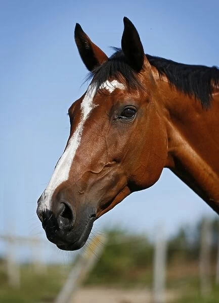 Brown mare Wielkopolska, Polish warmblooded horse, portrait