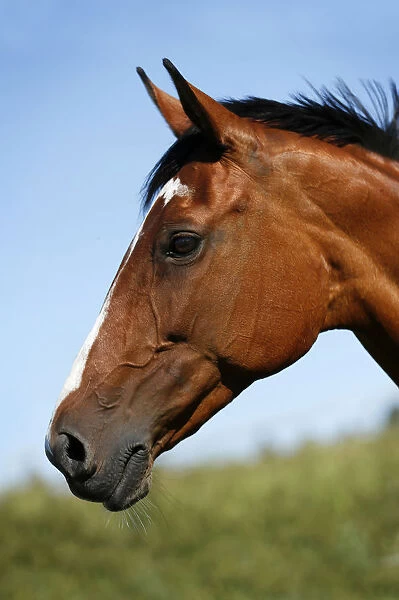 Brown mare, Wielkopolska, Polish warmblooded horse, portrait