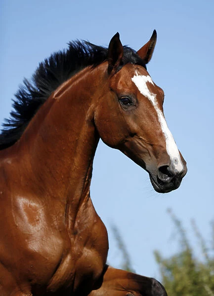 Brown mare, Wielkopolska, Polish warmblooded horse, portrait, in motion