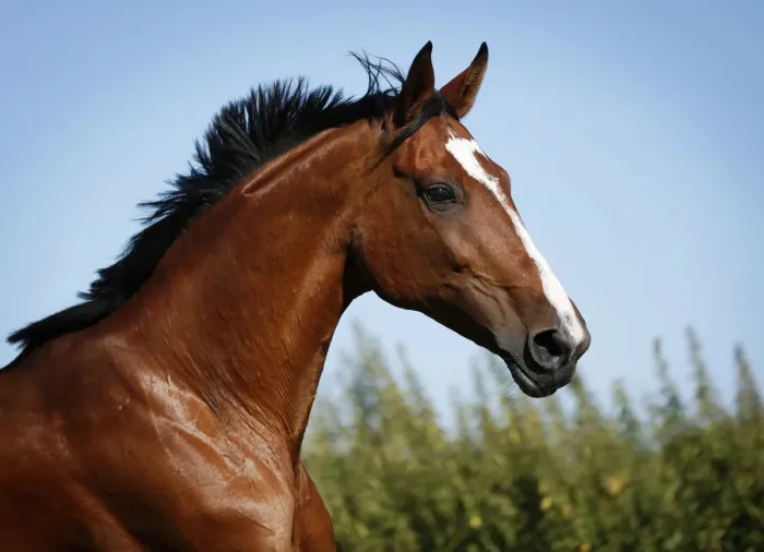 Framed Print : Brown mare, Wielkopolska, Polish warmblooded horse, portrait, in motion Framed Print : Brown mare, Wielkopolska, Polish warmblooded horse, portrait, in motion