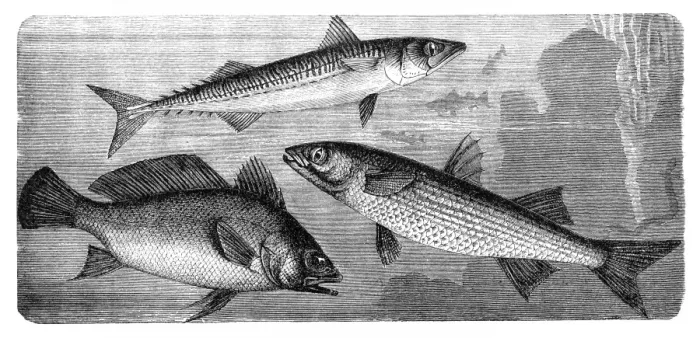 Framed Print : Brown meagre or corb (Sciaena umbra), Scomber, flathead grey mullet (Mugil cephalus) Framed Print : Brown meagre or corb (Sciaena umbra), Scomber, flathead grey mullet (Mugil cephalus)