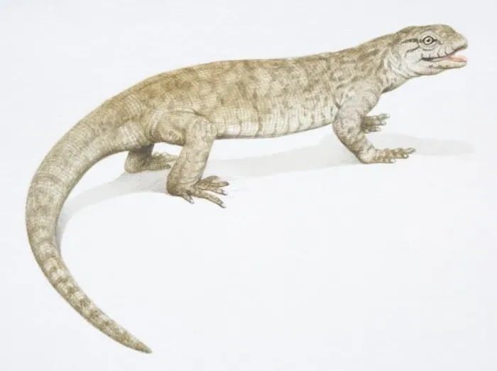 Framed Print : A brown Monitor Lizard with a long tail, side view Framed Print : A brown Monitor Lizard with a long tail, side view