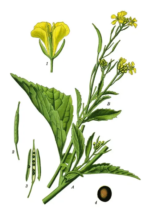 Framed Print : brown mustard, Chinese mustard, Indian mustard, leaf mustard, Oriental mustard, vegetable Framed Print : brown mustard, Chinese mustard, Indian mustard, leaf mustard, Oriental mustard, vegetable
