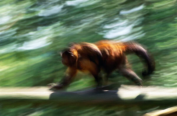 Brown pale-fronted capuchin (Cebus albifrons) (blurred motion)