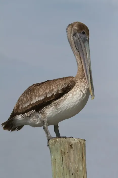Framed Print : Brown Pelican Framed Print : Brown Pelican