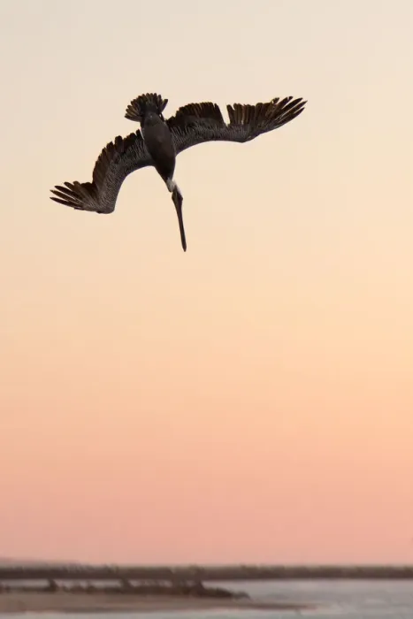 Framed Print : Brown Pelican diving Framed Print : Brown Pelican diving