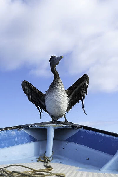 Brown pelican drying its wings on the bow of a fishermans boat, Magdalena Bay