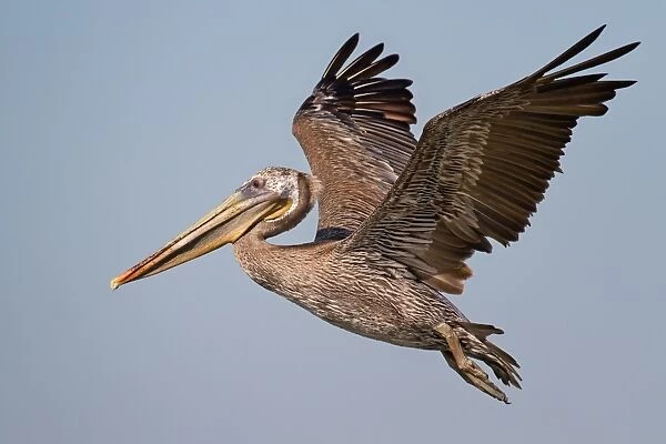 Brown pelican on flight