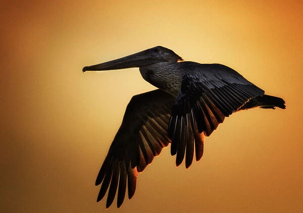 Brown Pelican in Flight Against Sunset at Fort Myers Beach