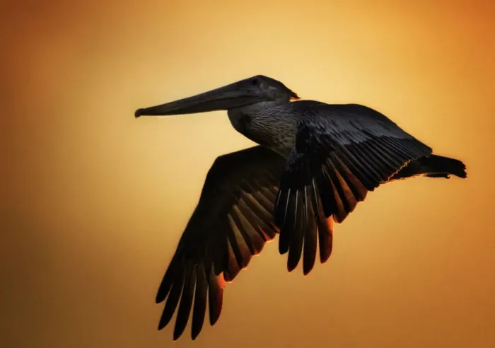 Framed Print : Brown Pelican in Flight Against Sunset at Fort Myers Beach Framed Print : Brown Pelican in Flight Against Sunset at Fort Myers Beach