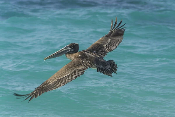 Brown Pelican -Pelecanus occidentalis-, Isla de San Cristobal, Galapagos Islands