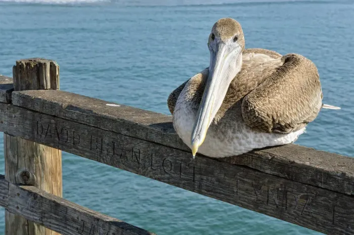Framed Print : Brown Pelican -Pelecanus occidentalis-, Oceanside, San Diego, California, United States Framed Print : Brown Pelican -Pelecanus occidentalis-, Oceanside, San Diego, California, United States