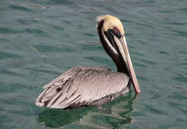 Brown pelican swimming on Cura?ao