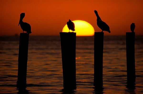 Brown pelicans (Pelecanus occidentalis) on posts at sunset