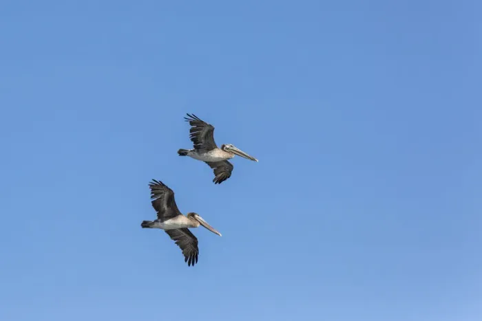 Framed Print : Brown Pelicans -Pelecanus occidentalis-, California, United States Framed Print : Brown Pelicans -Pelecanus occidentalis-, California, United States