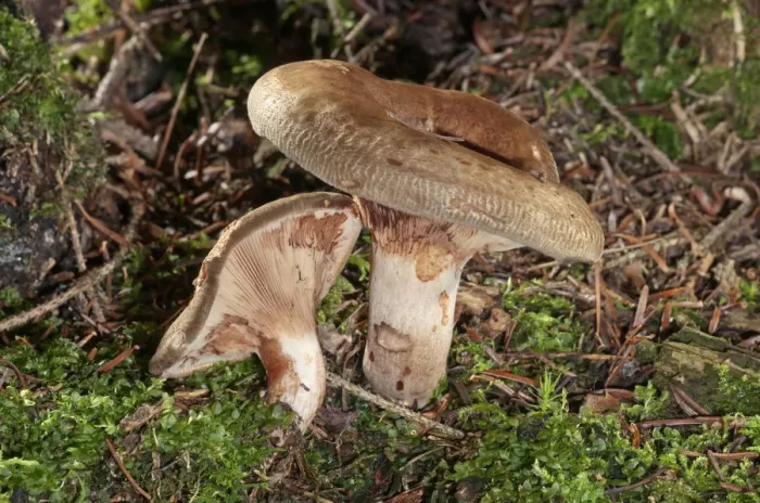 Framed Print : Brown roll-rim -Paxillus involutus-, Baden-Wurttemberg, Germany Framed Print : Brown roll-rim -Paxillus involutus-, Baden-Wurttemberg, Germany