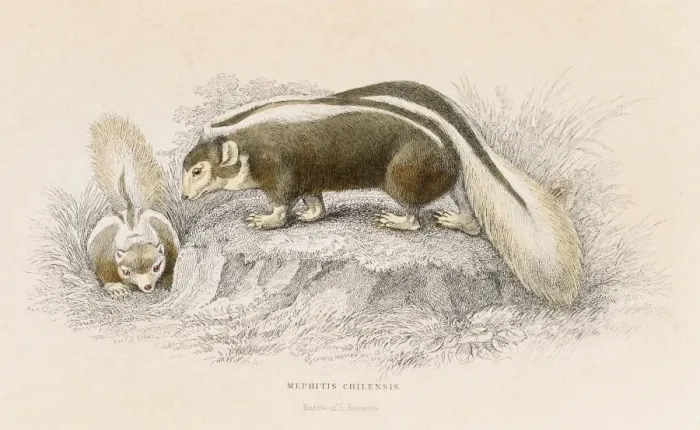 Framed Print : Brown skunk engraving 1855 Framed Print : Brown skunk engraving 1855