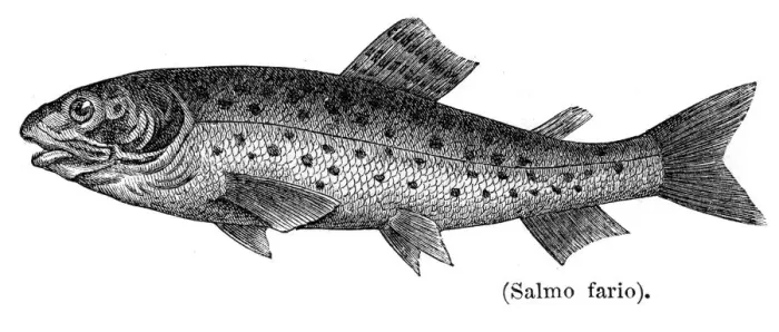 Framed Print : Brown trout engraving 1897