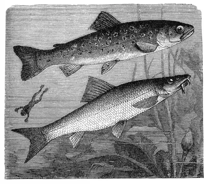 Framed Print : The brown trout (Salmo trutta) and Cyprinidae Framed Print : The brown trout (Salmo trutta) and Cyprinidae
