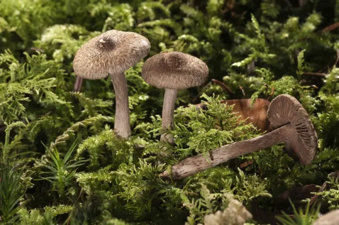 Framed Print : Brown Violet Fiber Caps -Inocybe cincinata-, Untergroeningen, Baden-Wuerttemberg, Germany, Europe Framed Print : Brown Violet Fiber Caps -Inocybe cincinata-, Untergroeningen, Baden-Wuerttemberg, Germany, Europe