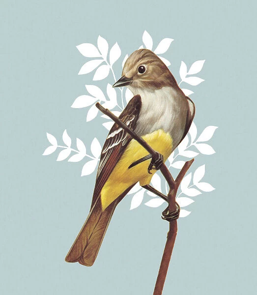 Brown and yellow bird on a light blue floral background