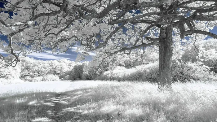 Framed Print : Broxbourne White Woods