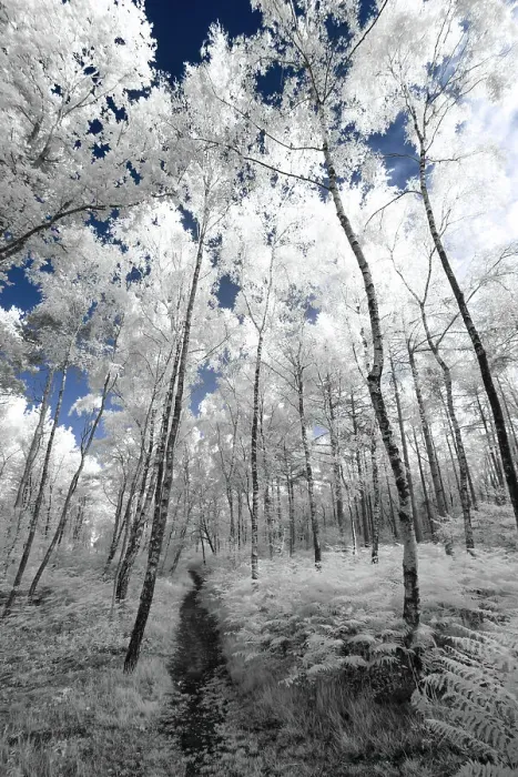 Framed Print : Broxbourne Woods Growth