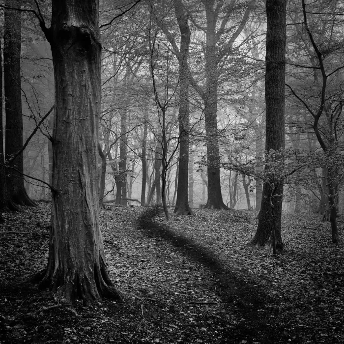 Framed Print : Woods. Broxbourne Woods, Hertfordshire, UK Framed Print : Woods. Broxbourne Woods, Hertfordshire, UK
