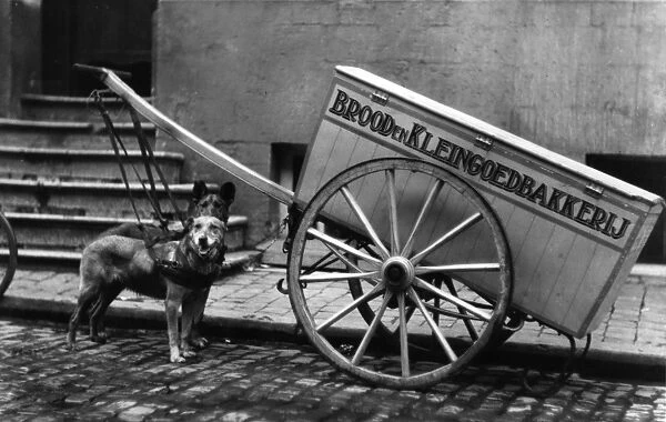 Bruges Dog Cart