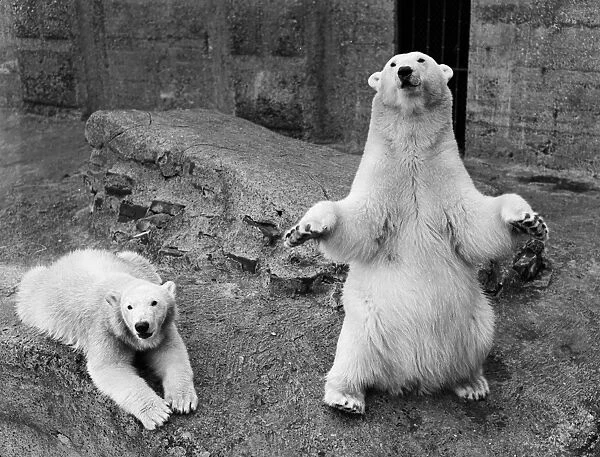 Brumas the Polar Bear Grows Up