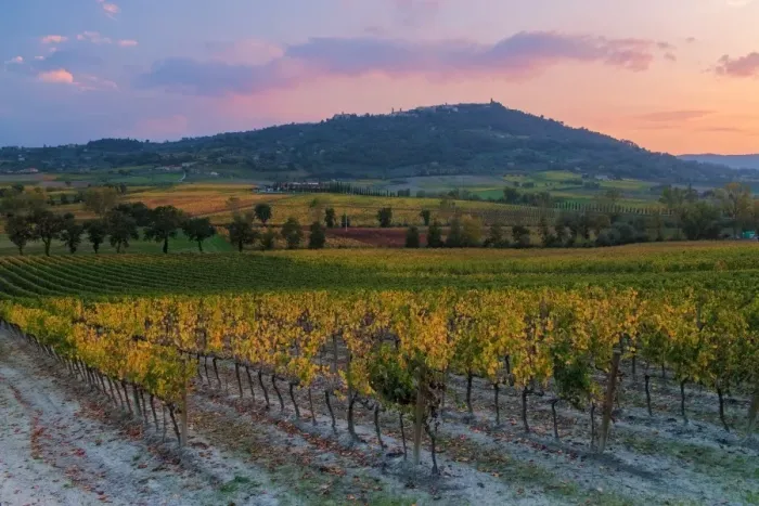 Framed Print : Brunello Montalcino vineyards and city in autumn at sunset