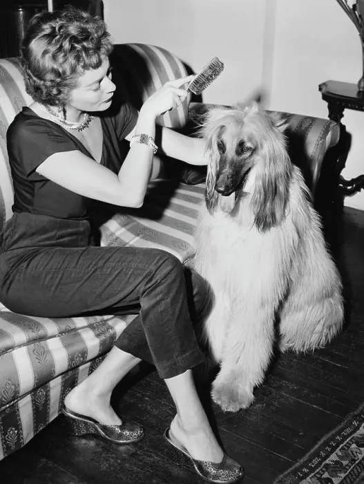 Framed Print : Brush Day. A woman, named Pat, brushes her Afghan Hound dog, US, circa 1960 Framed Print : Brush Day. A woman, named Pat, brushes her Afghan Hound dog, US, circa 1960