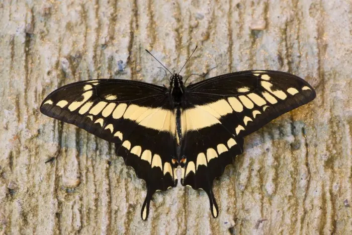 Framed Print : brush-footed butterfly, butterfly, captivity, natural environment, niedersachsen