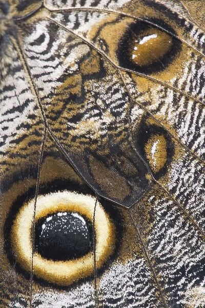 brush-footed butterfly, butterfly, captivity, detail, natural environment, niedersachsen