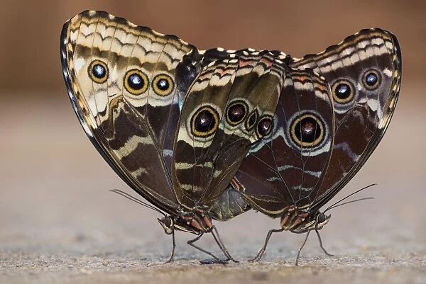 brush-footed butterfly, butterfly, captivity, couple, mating, natural environment
