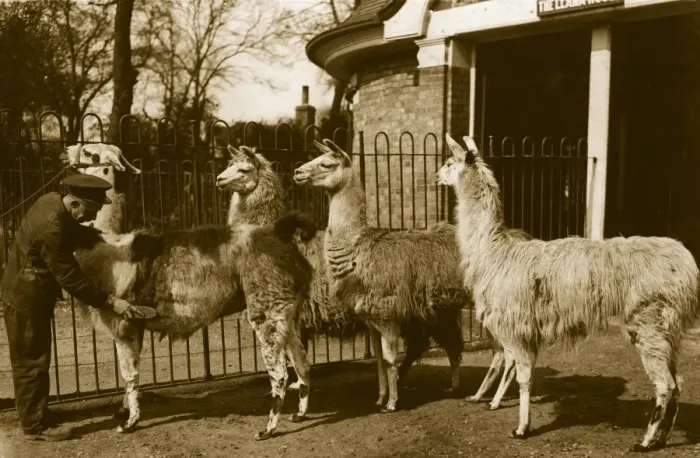 Framed Print : Brushing Llamas Framed Print : Brushing Llamas