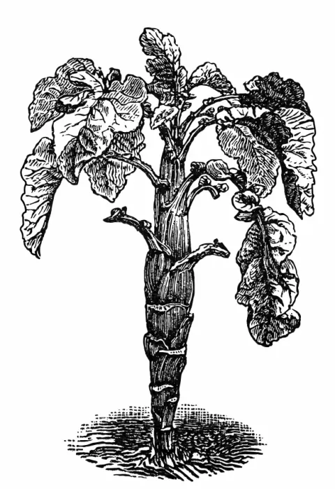 Framed Print : Brussels sprout (Brassica oleracea) Framed Print : Brussels sprout (Brassica oleracea)