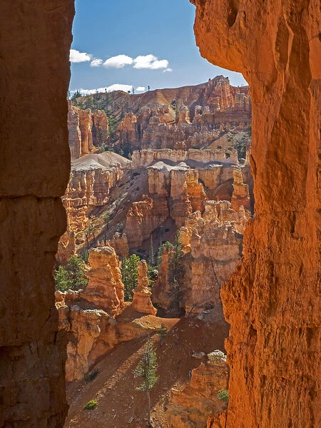Bryce Canyon and Hoodoos along Peekaboo Loop Trail, Bryce Canyon National Park, Utah, USA