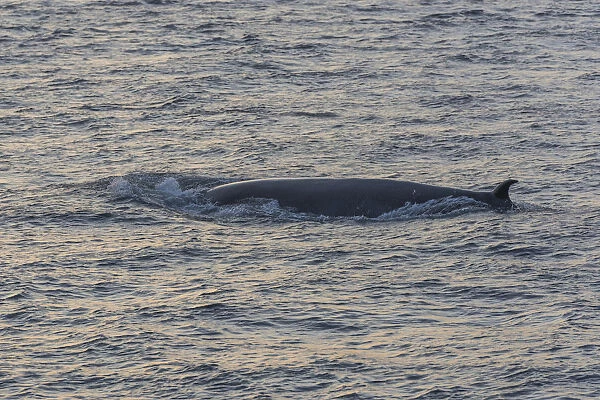 Brydes Whale -Balaenoptera brydei-, San Cristobal Island, Galapagos Islands, Ecuador