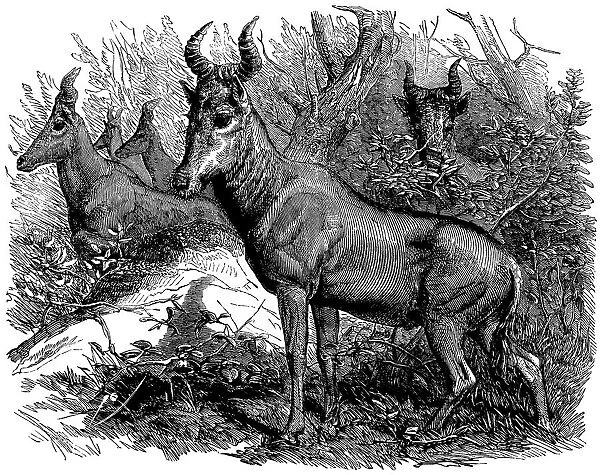 Bubale Antelope in the Zoological Societys Gardens, Illustrated London News