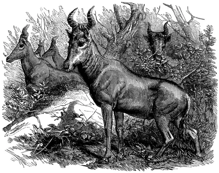 Framed Print : Bubale Antelope in the Zoological Societys Gardens, Illustrated London News Framed Print : Bubale Antelope in the Zoological Societys Gardens, Illustrated London News