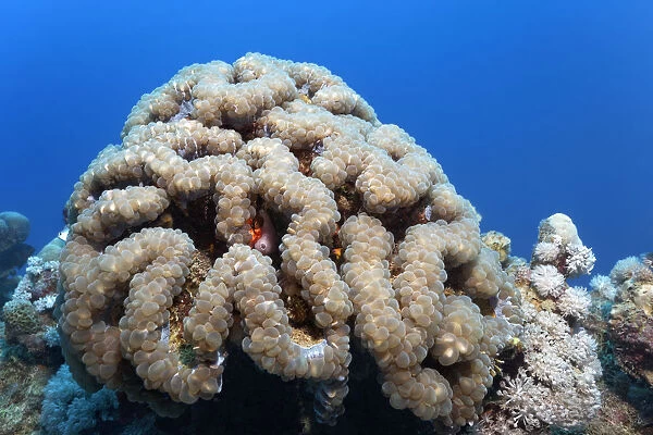 Bubble Coral -Plerogyra sinuosa-, Makadi Bay, Red Sea, Hurghada, Egypt