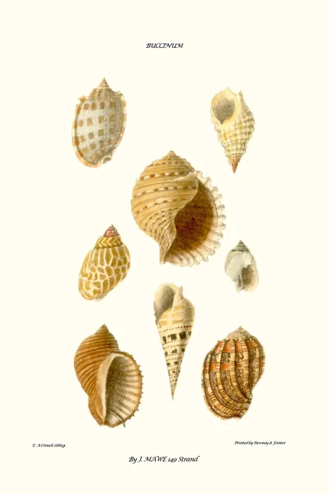 Framed Print : buccinum shells Framed Print : buccinum shells