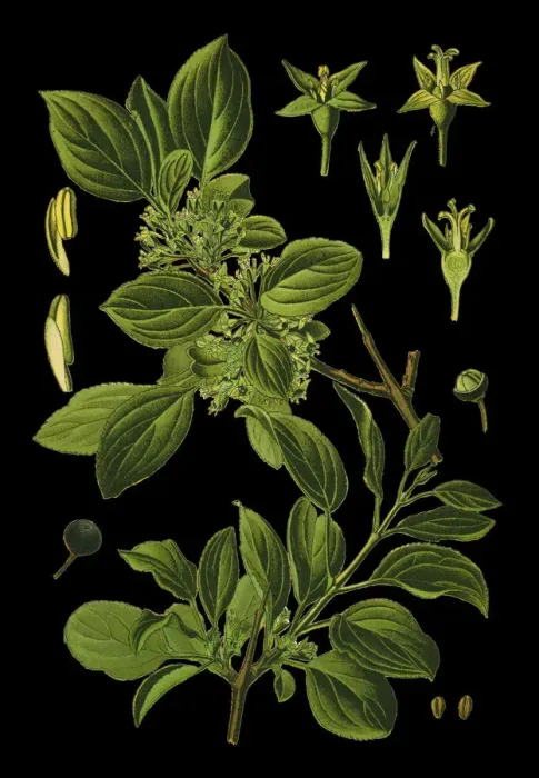 Framed Print : buckthorn, common buckthorn, purging buckthorn Framed Print : buckthorn, common buckthorn, purging buckthorn