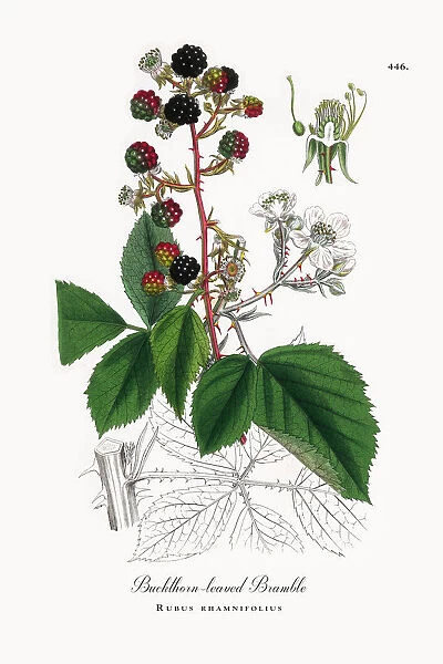 Buckthorn-leaved Bramble, Rubus rhamnifolius, Victorian Botanical Illustration, 1863