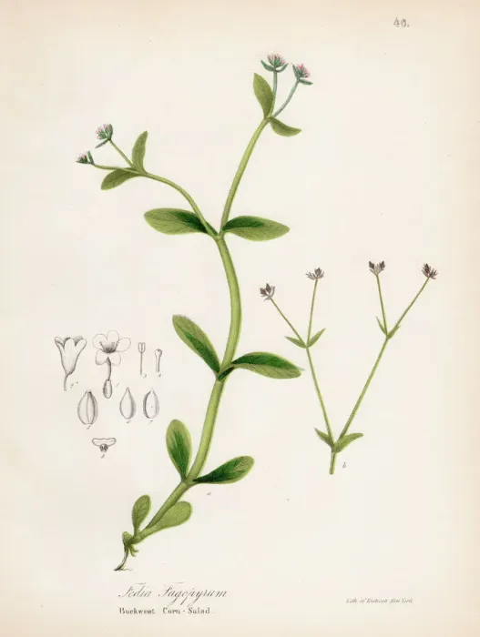 Framed Print : Buckweat Corn-Salad botanical engraving 1843 Framed Print : Buckweat Corn-Salad botanical engraving 1843