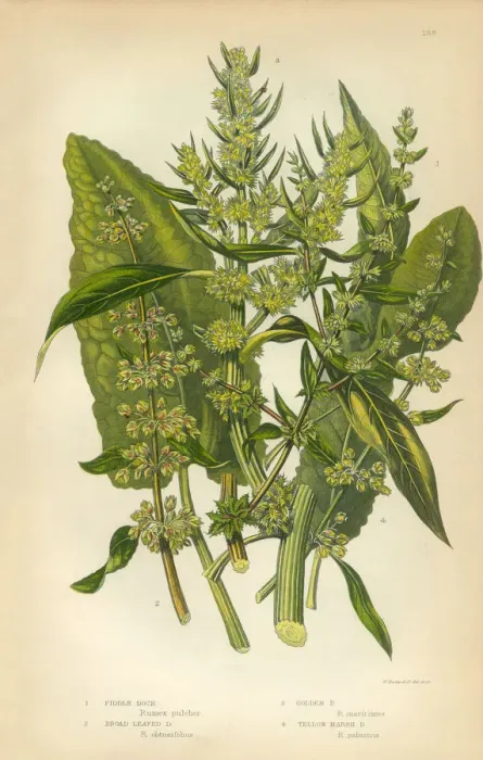 Framed Print : Buckwheat, Dock, Rumex, Meadow Dock, Victorian Botanical Illustration Framed Print : Buckwheat, Dock, Rumex, Meadow Dock, Victorian Botanical Illustration