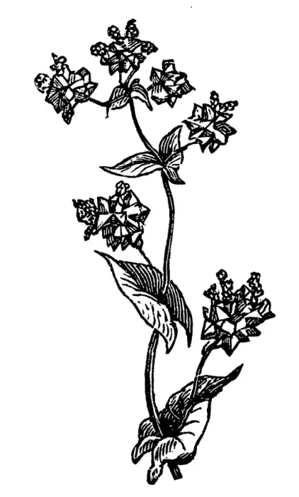 Framed Print : Buckwheat (Polygonum fagopyrum) Framed Print : Buckwheat (Polygonum fagopyrum)