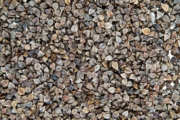 Buckwheat seeds
