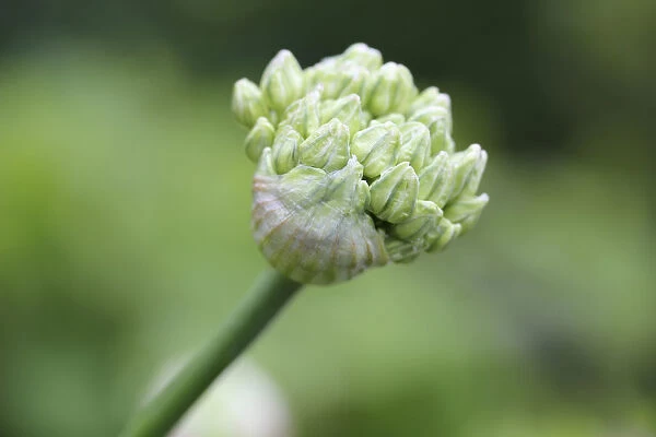 Bud of Black Garlic or Flowering Onion -Allium nigrum-, North Rhine-Westphalia, Germany
